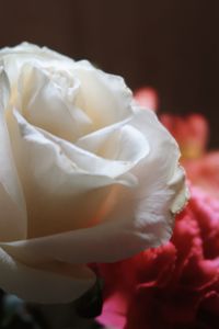 Close-up of rose bouquet