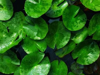 Full frame shot of fresh green leaves