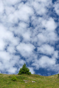 Low angle view of trees on field against sky