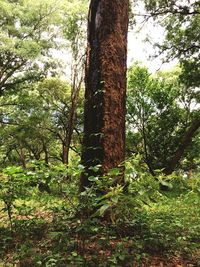 Low angle view of trees in forest