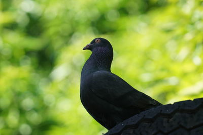 Close-up of bird