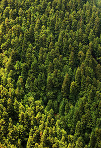 Pine tree in forest