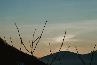 Low angle view of silhouette plants against sky during sunset