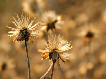 Close-up of thistle blooming outdoors