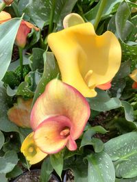 Close-up of pink flowers