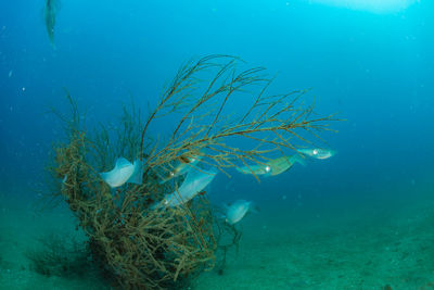 Spawning squid, wide angle