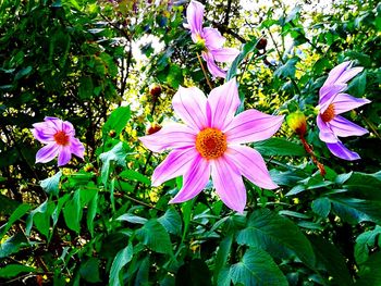 Close-up of pink flowers blooming outdoors