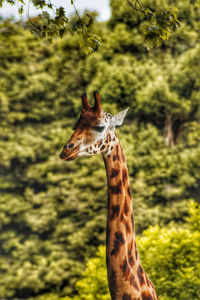 Close-up of giraffe