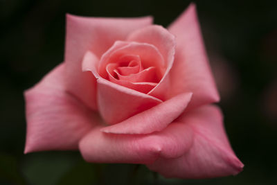 Cropped hand holding rose