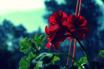 Close-up of red flowers blooming outdoors