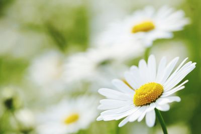 Close-up of white daisy