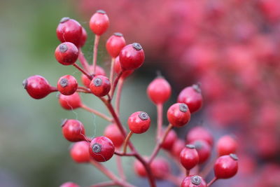 Close-up of red berries growing on tree