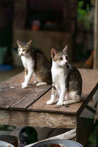 Twin cat sitting on table