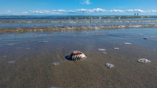 View of seashell on beach