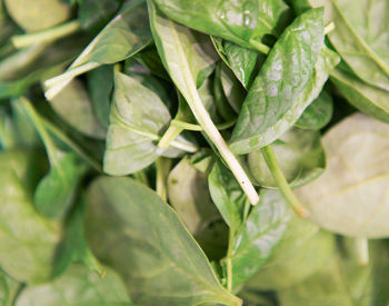 Close-up of fresh green leaves