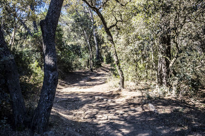 Footpath amidst trees in forest