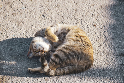 Kitten enjoy the sunny rays