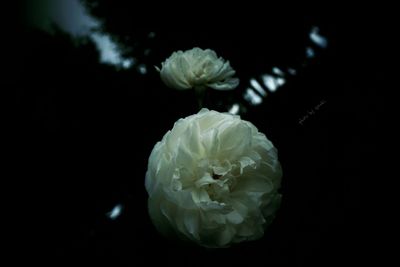 Close-up of white rose