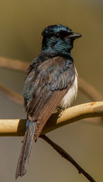 Close-up of bird perching on branch