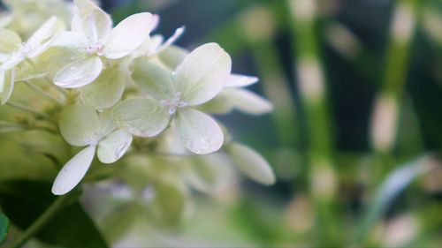 Close-up of purple flowering plant