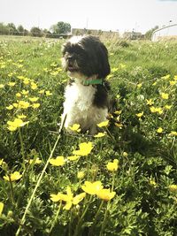 Dog on field by plants against sky