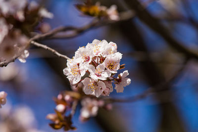 Close-up of white flowers on branch