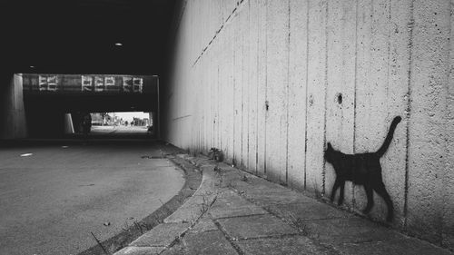 Cat standing on street