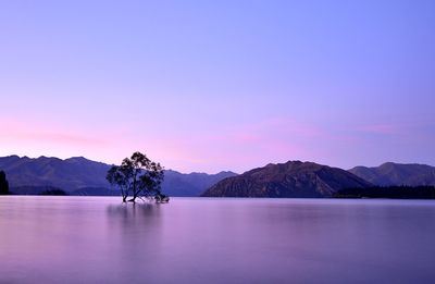 That wanaka tree long exposure at sunset