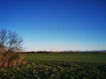 Scenic view of field against clear blue sky