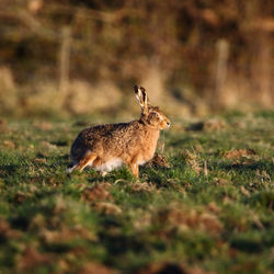 Side view of deer on land