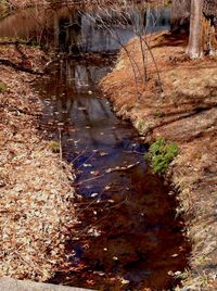 Stream flowing through forest