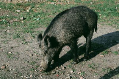 High angle view of pig on field