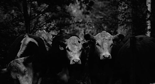 Cows on tree