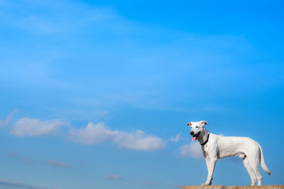 Low angle view of dog standing against sky