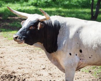 Bull standing in a field