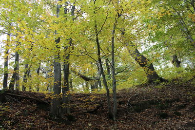 Trees in forest