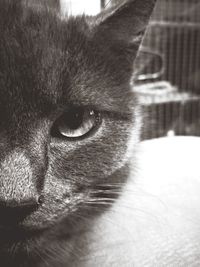 Close-up portrait of cat