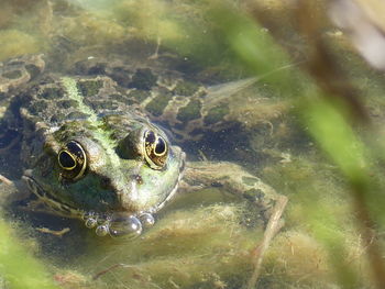 Close-up of frog swimming in sea