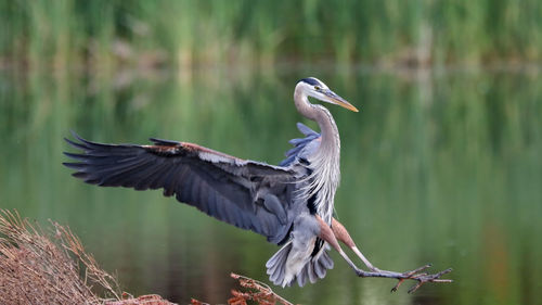 Gray heron flying over lake