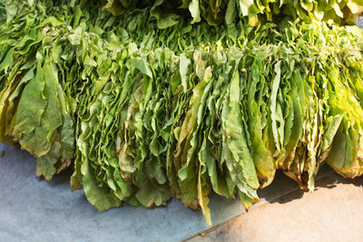 Close-up of fresh vegetables