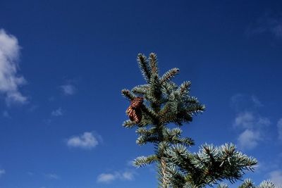 Spruce with cones against blue sky