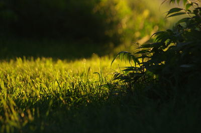 Close-up of green grass in the yard