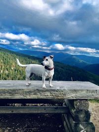White dog standing on mountain against sky