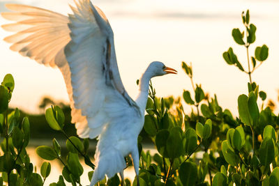 Bird flying in a plant