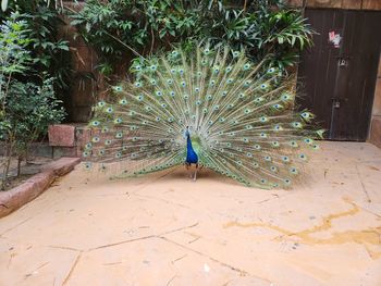 peacock