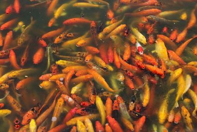 High angle view of koi carps swimming in water