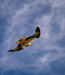 Low angle view of eagle flying against sky