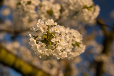 Close-up of white cherry blossom