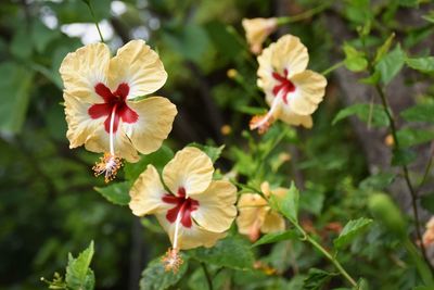 Close-up of white hibiscus flower