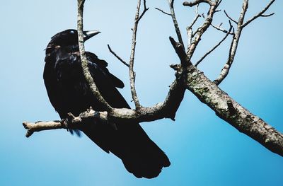 Low angle view of bird perching on bare tree against sky